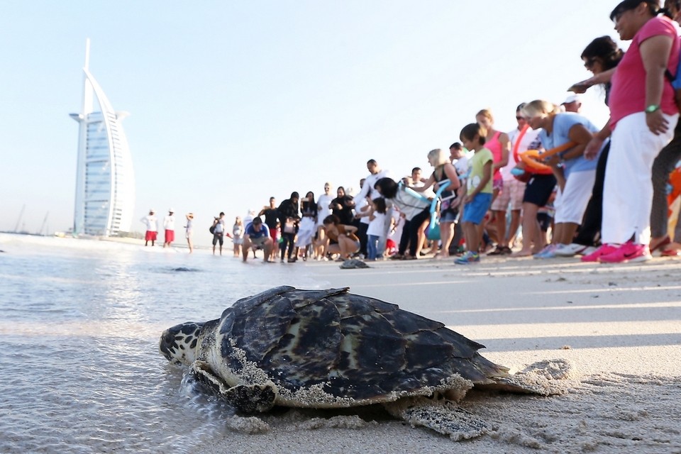 44 turtles released on 44th UAE National Day