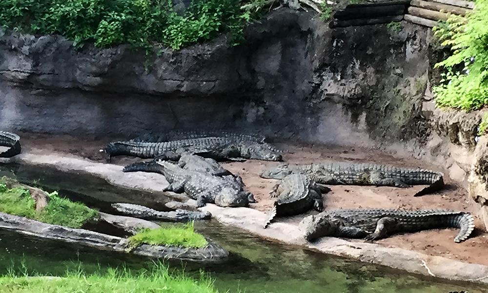 Disney Animal Kingdom