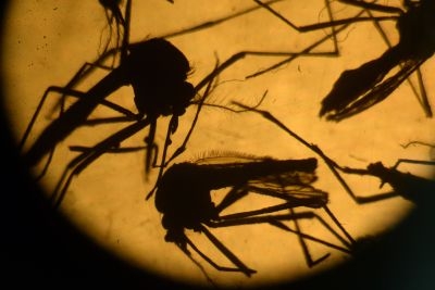Aedes aegypti mosquitos are photographed in a laboratory at the University of El Salvador, in San Salvador, on February 3, 2016
