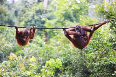 Borneo’s famous orangutans.