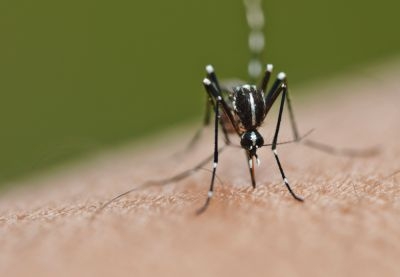 Dengue infects some 390 million people each year in more than 120 countries of the world.