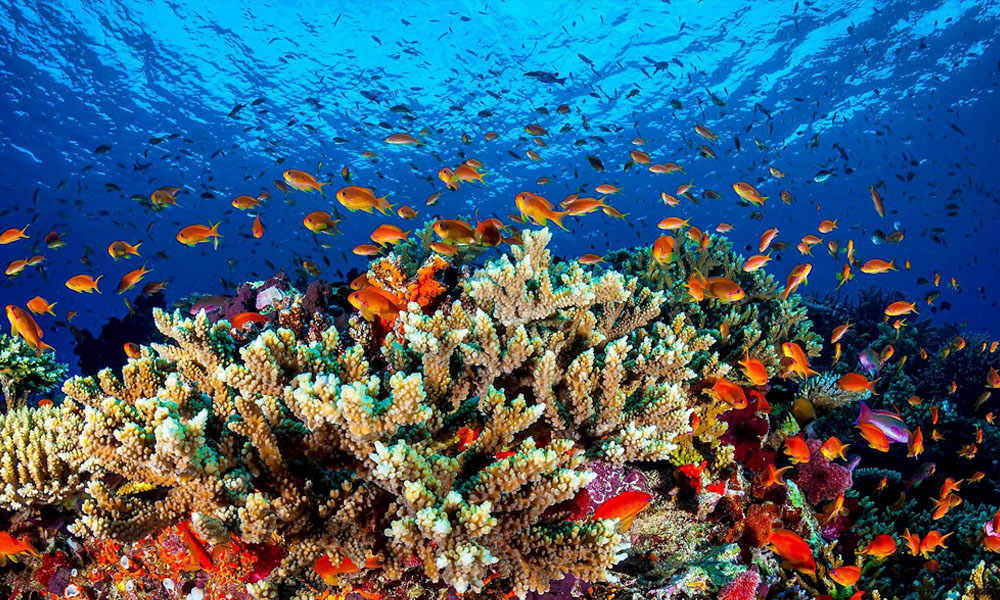 Great Barrier Reef