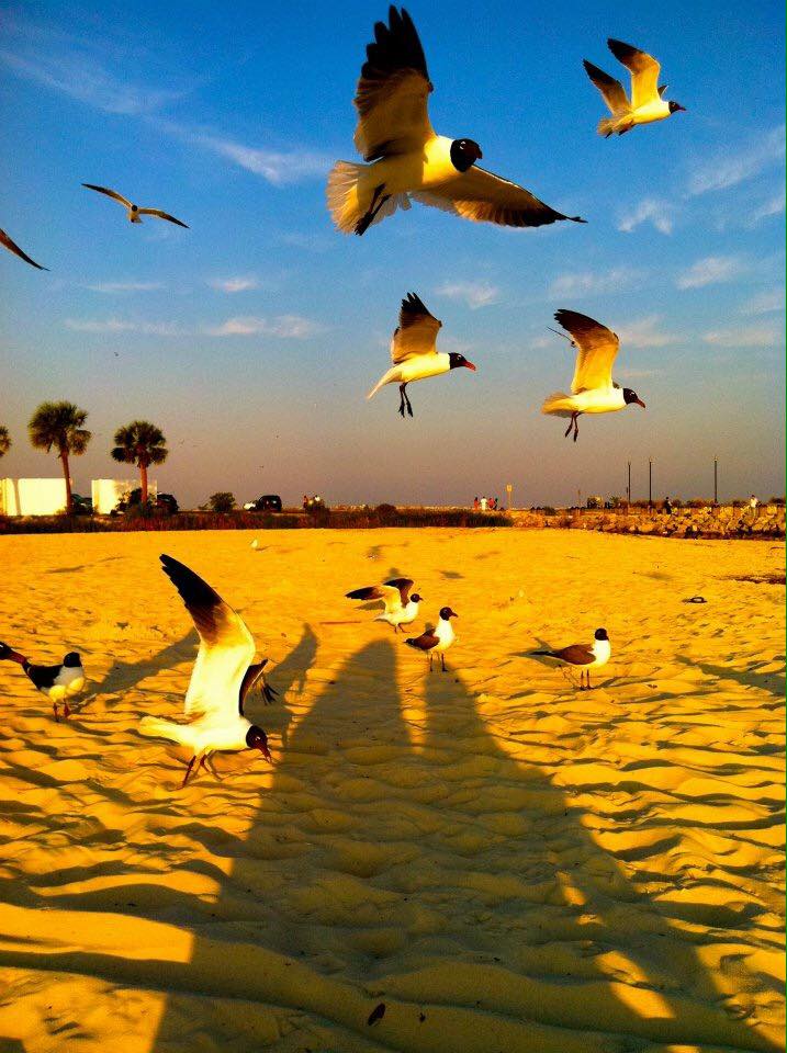 seagulls-in-flight-ainnie-holbrook