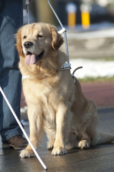 Toyota's project aims to fill in the gaps left by canes, guide dogs and basic GPS systems.