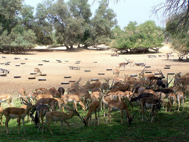 lal suhanra national park