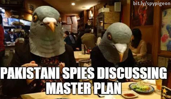 spy-pigeon-8