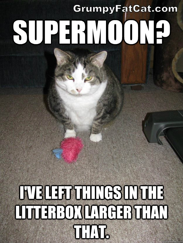 supermoon-cat-meme