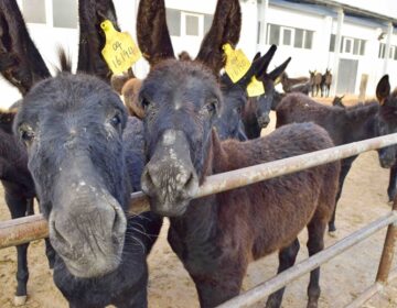 The person selling donkey meat turned out to be a Chinese citizen.