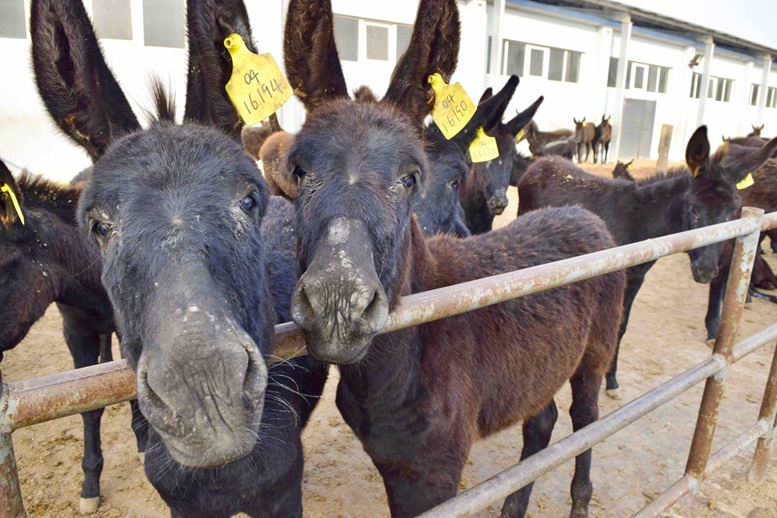 The person selling donkey meat turned out to be a Chinese citizen.