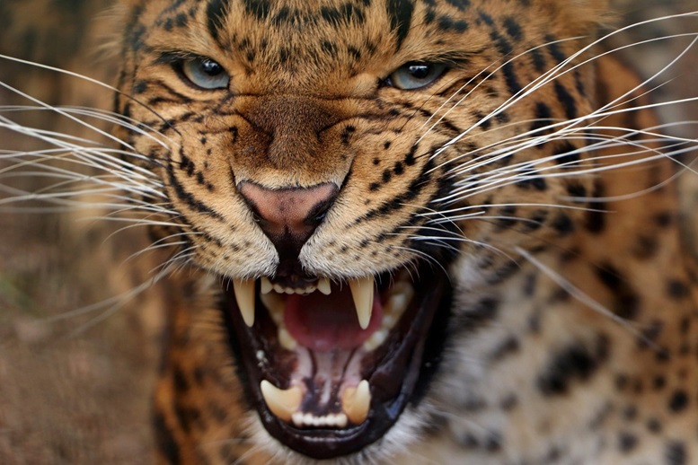 Second leopard attack in Azad Kashmir in 24 hours, youth injured