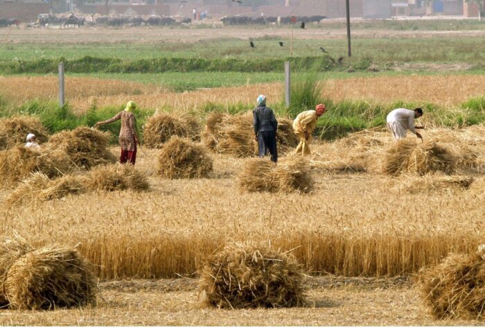 Punjab government buy wheat crop Rs 3,500 per maund