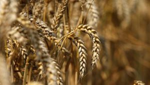 Punjab directed to immediately remove obstacles in delivery of flour and wheat to Pakhtunkhwa