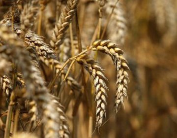 Punjab directed to immediately remove obstacles in delivery of flour and wheat to Pakhtunkhwa