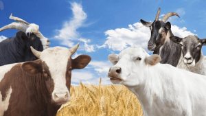 Differences and benefits between goat, goat, bull, cow, ram and mutton meat