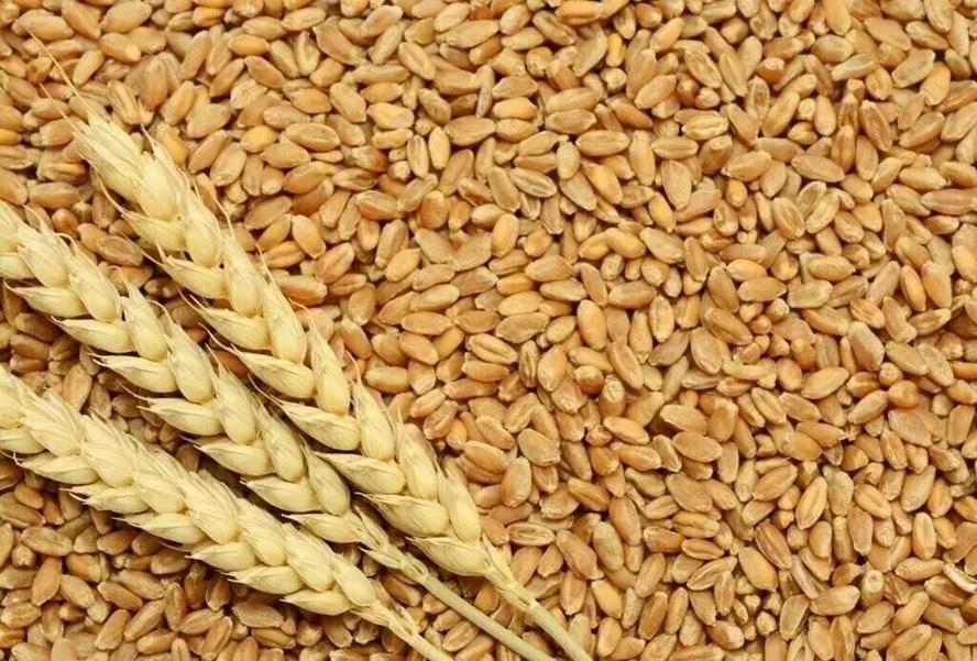 Federal government decides to immediately import 1 million tons of wheat.