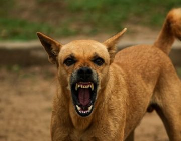 Stray dogs attack Punjab University professor's daughter; she was bitten in more than 15 places.