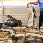 dog-and-donkey-hide-karachi