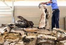 dog-and-donkey-hide-karachi