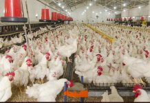 chicken meat