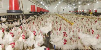 chicken meat