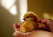 PM Imran Khan's Chicken Policy