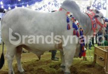 Eid ul Adha 2019