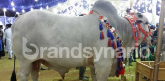 Eid ul Adha 2019
