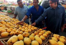 mangoes can cause cancer