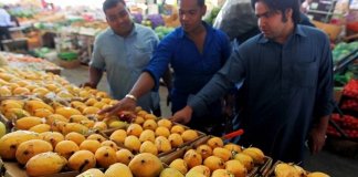 mangoes can cause cancer