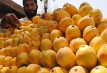 pakistan mangoes