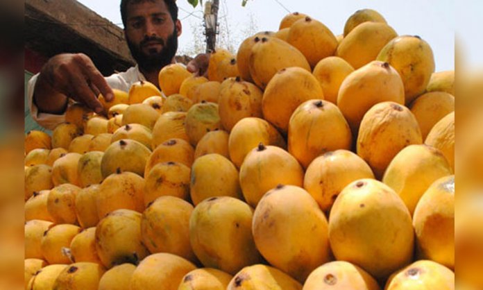 pakistan mangoes