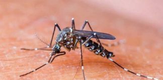 dengue