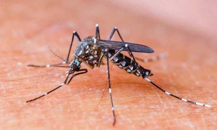 dengue