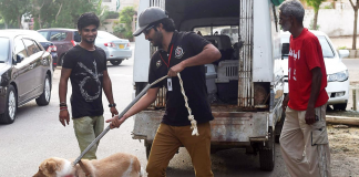 edhi animal shelter