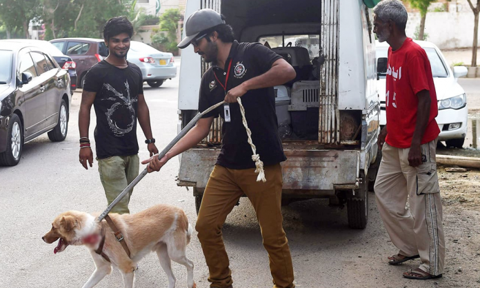 edhi animal shelter