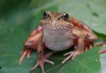 frog meat in lahore