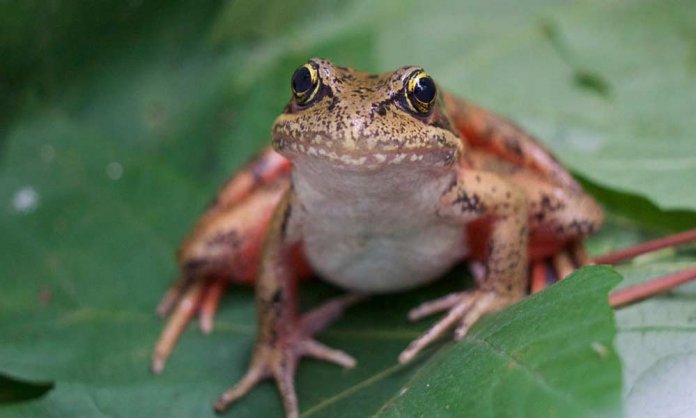 Punjab Food Authority Catches An Eatery Selling Frog Meat in Lahore