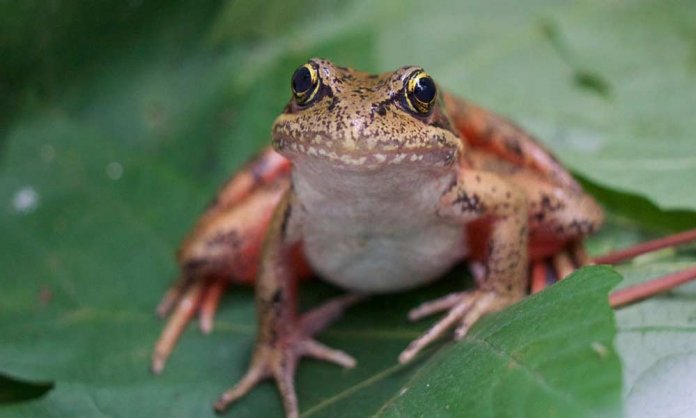 frog meat in lahore