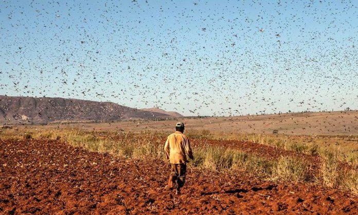 locusts in karachi