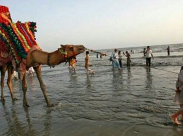 camel horse sea view karachi