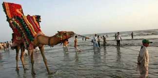 camel horse sea view karachi