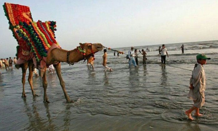 camel horse sea view karachi