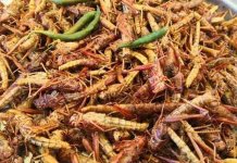 grasshoppers karachi