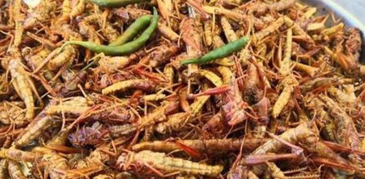 grasshoppers karachi
