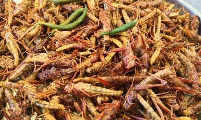 grasshoppers karachi