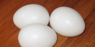 plastic eggs