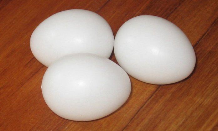 plastic eggs