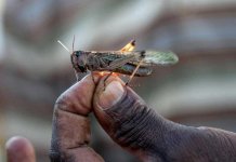 Karachi grasshoppers