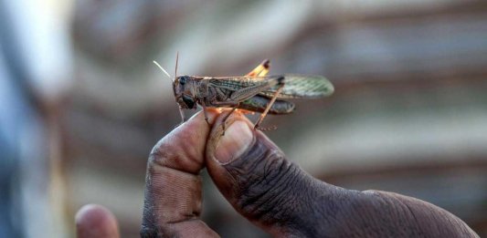 Karachi grasshoppers