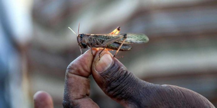 Karachi grasshoppers